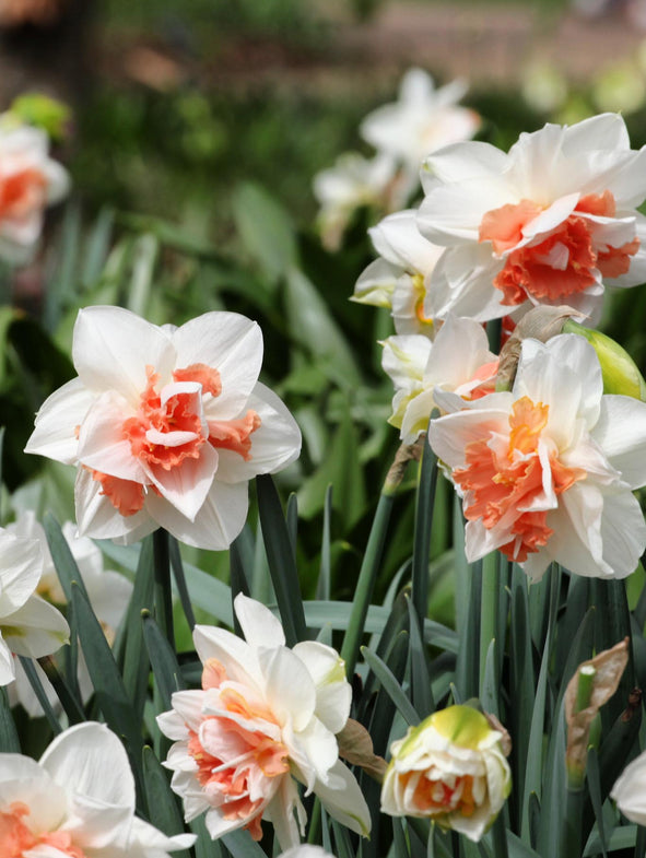 Double Daffodil